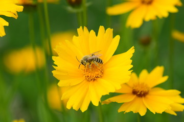 yellow flower with bee