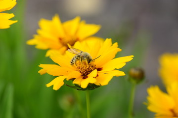 bee with the yellow flower