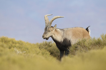 iberian wild goat