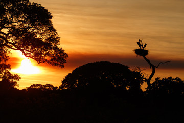Fototapeta na wymiar Beautiful red sunset in the brazilian Pantanal with jabiru nest on the background. Jabiru mycteria. Amazing and rare wildlife in the beauty of brazilian nature. Nature and landscape picture.