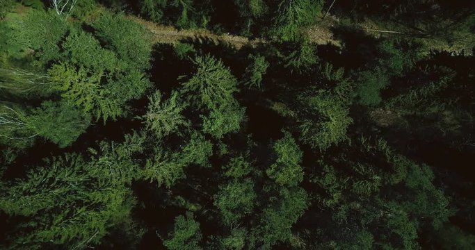 Drone ascending and spinning above forest road. Aerial 4K vertical top view shot of peaceful sunny evergreen treetops