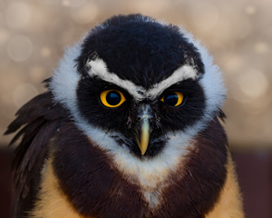 Young spectacled owl (6 months old)