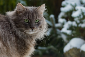 Naklejka na ściany i meble Grey longhaired cat in front of snow covered trees