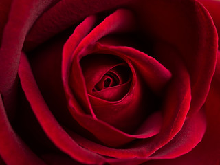Fototapeta premium Top view and close-up image of beautiful blooming red rose flower, Selective focus and shallow DOF, Valentine day concept