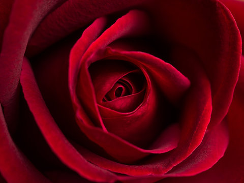 Top view and close-up image of beautiful blooming red rose flower, Selective focus and shallow DOF, Valentine day concept