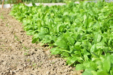 spinach