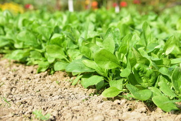 spinach