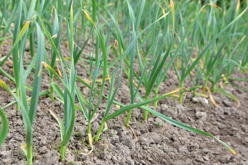 traditional agriculture
