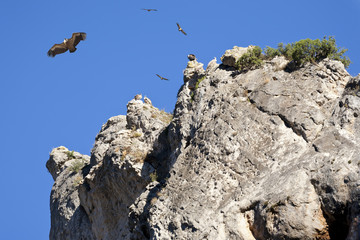 Buitres en el Cañon del rio Riaza. Segovia.