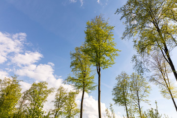 Obraz premium Einzelne Baumkronen als Symbolbild