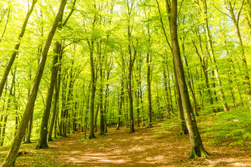 Lichtdurchfluteter Wald