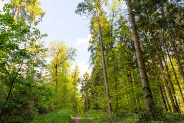 Obraz premium Wald im Mai