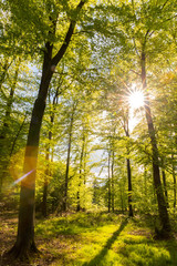 Obraz premium Zalany światłem las