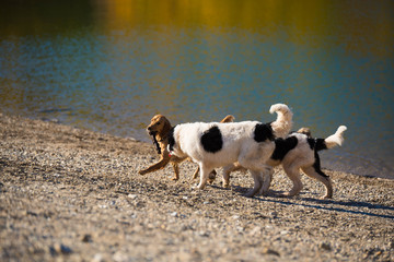 Naklejka na ściany i meble landseer dog