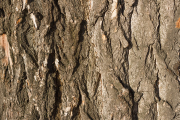 Tree bark cracked texture. Cracked aspen trunk. Tree nature texture
