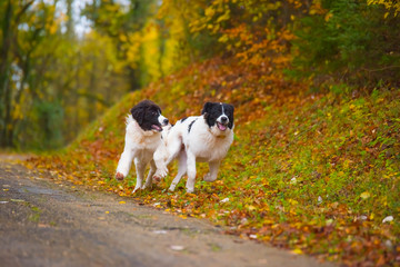 landseer dog