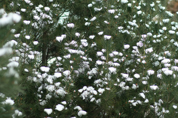 Snow fall on a pine tree, 