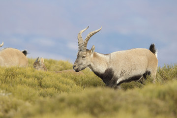 Iberian wild goat