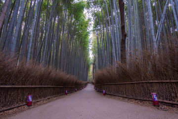 Kyoto. Japan. 2017. Arashiyama Bamboo Forest