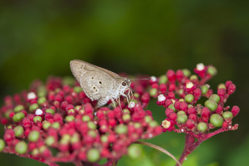 The wild life in nature.