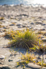 Grasbüschel auf Sandstrand, Abendsonne