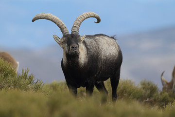 Iberian wild goat