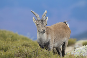 Naklejka na ściany i meble Iberian wild goat