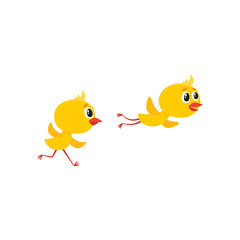 vector cartoon cute baby chicken characters set. Yellow small funny chicks flying and running. Flat bird animal, isolated illustration on a white background.
