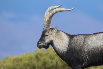 Iberian wild goat