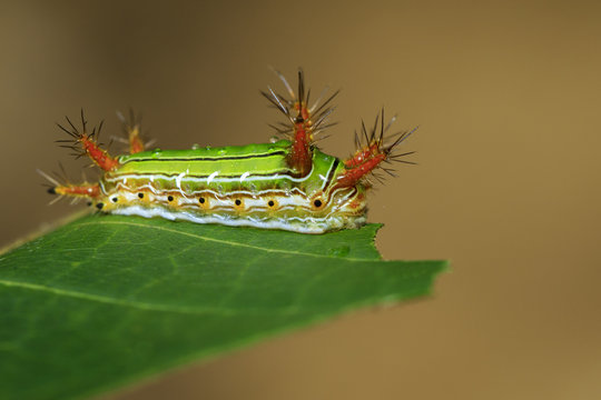 Image of Stinging Nettle Slug Caterpillar (Cup Moth, Limacodidae) "Green Marauder" on green leaves. Insect Animal.
