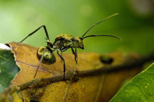 Image of ant (Polyrhachis dives) on brown leaf. Insect. Animal.