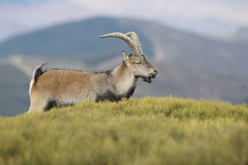 Iberian wild goat