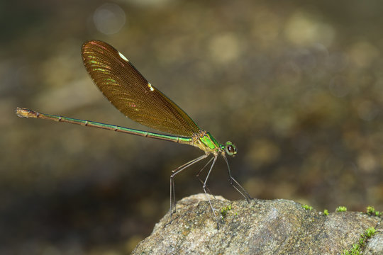 Image of Oriental Green-Wing Dragonfly(Female),Neurobasis chinensis chinensis on the rocks. Insect Animal.