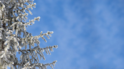 Frosty spruce branches on a background of blue sky