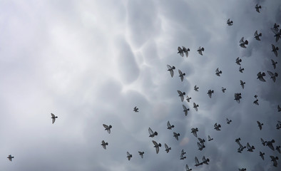 Rain clouds in the sky and a flock of pigeons. The religious con