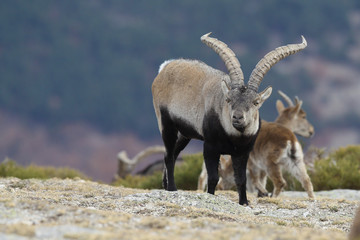 Iberian wild goat
