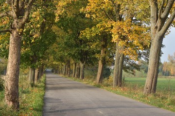 Fototapeta premium avenue