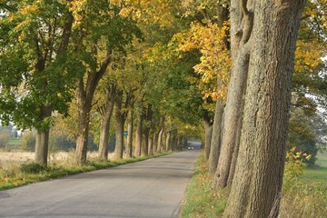 Fototapeta premium avenue