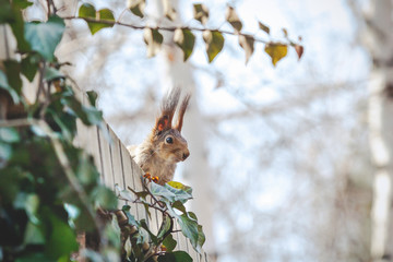 red squirrel with large fluffy ears sits on fence