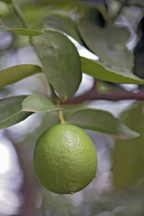 Llemon on the tree ready to be harvested