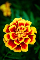 Red And Yellow French Marigold Flower
