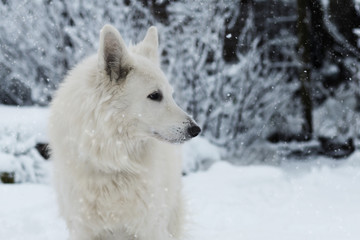Obraz na płótnie Canvas White dog in the Snow