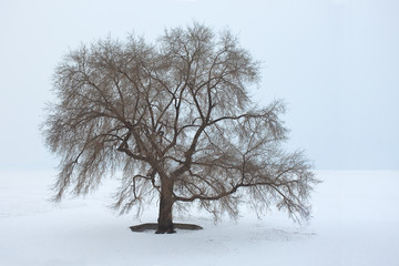 Fototapeta na wymiar Beautiful tree in a snowy winter landscape, Harbin, China