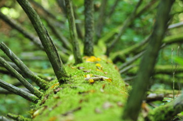 Bialowieza National Park
