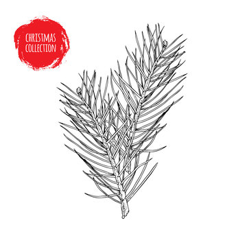 Hand drawn pine tree branches composition. Christmas and witner seasonal design element. Great for holiday decor, greetings. Vector illustration.