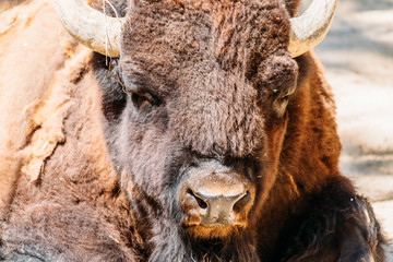 Fototapeta premium Wild Horned Bull Portrait Close Up