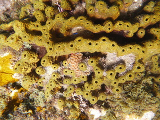 Barrière d'éponge des Caraïbes