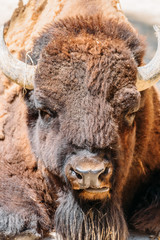 Wild Horned Bull Portrait Close Up