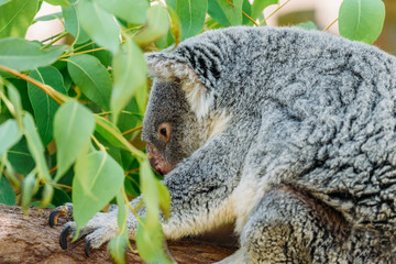 Cute Koala Bear Portrait In Tree
