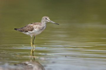 Common Greenshank